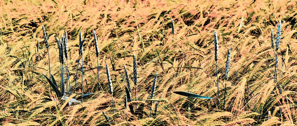 Rye XLVIII - ID 007690