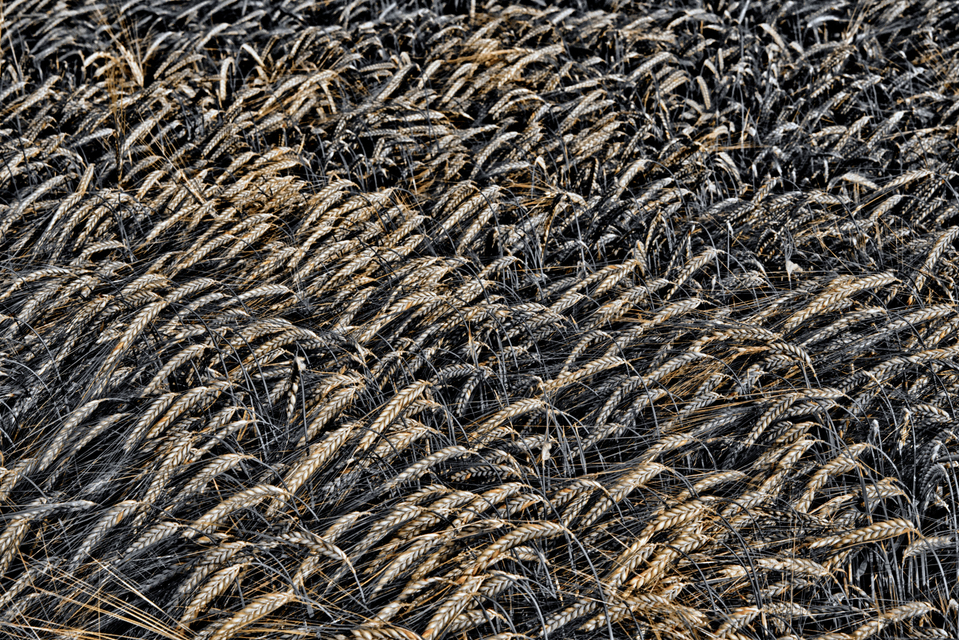 Rye LVII - ID 007699