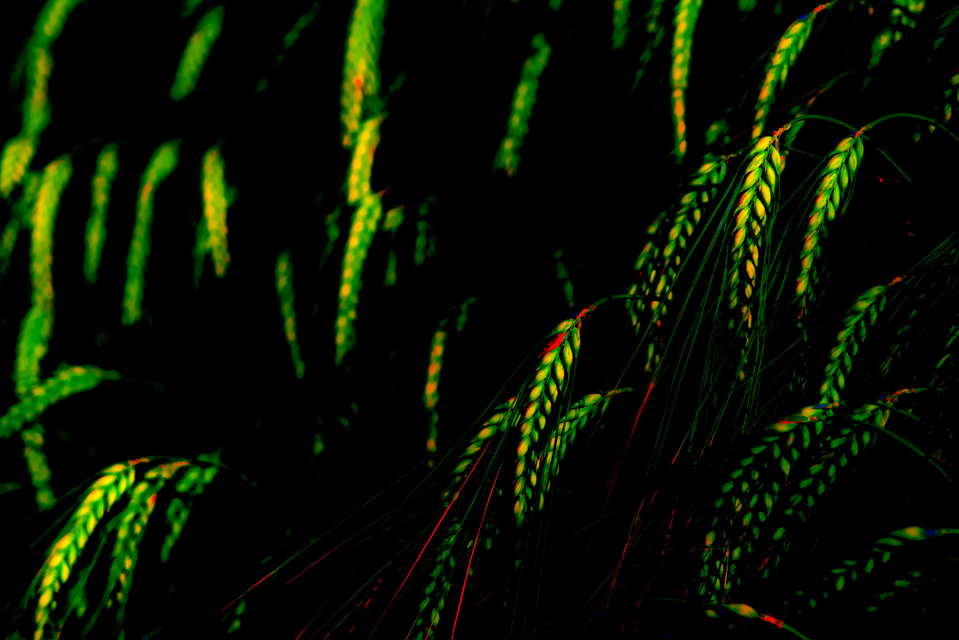 Rye LXII - ID 007704