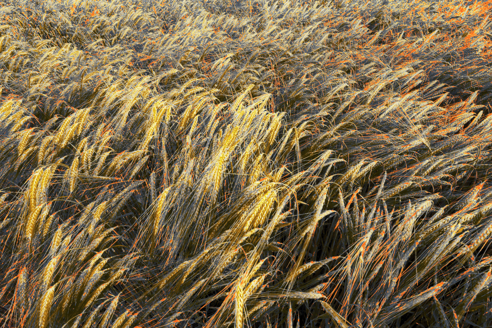 Rye LXVII - ID 007709