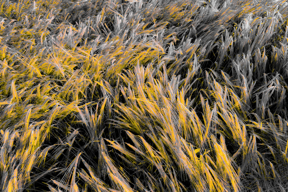 Rye LXVIII - ID 007710