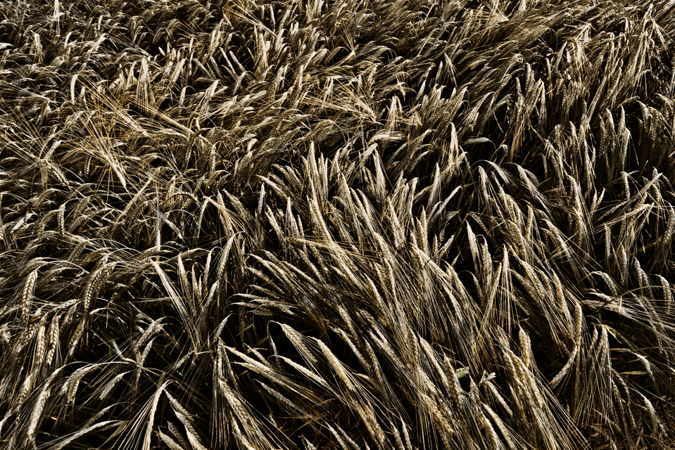 Rye LXIX - ID 007711