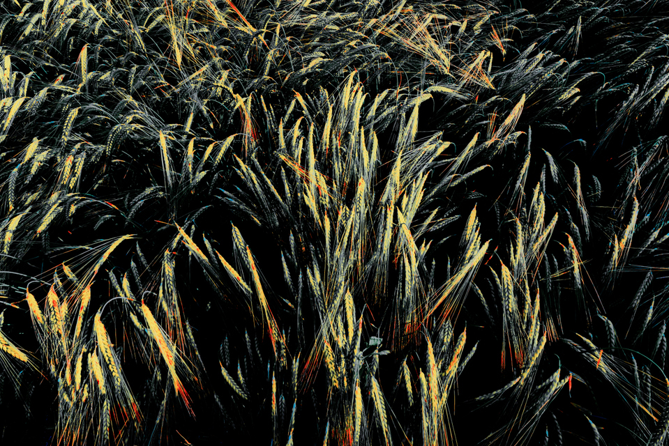 Rye LXXI - ID 007713