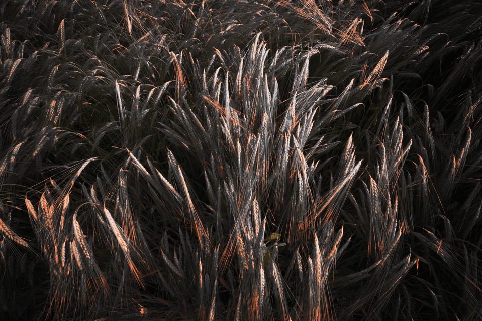 Rye LXXII - ID 007714