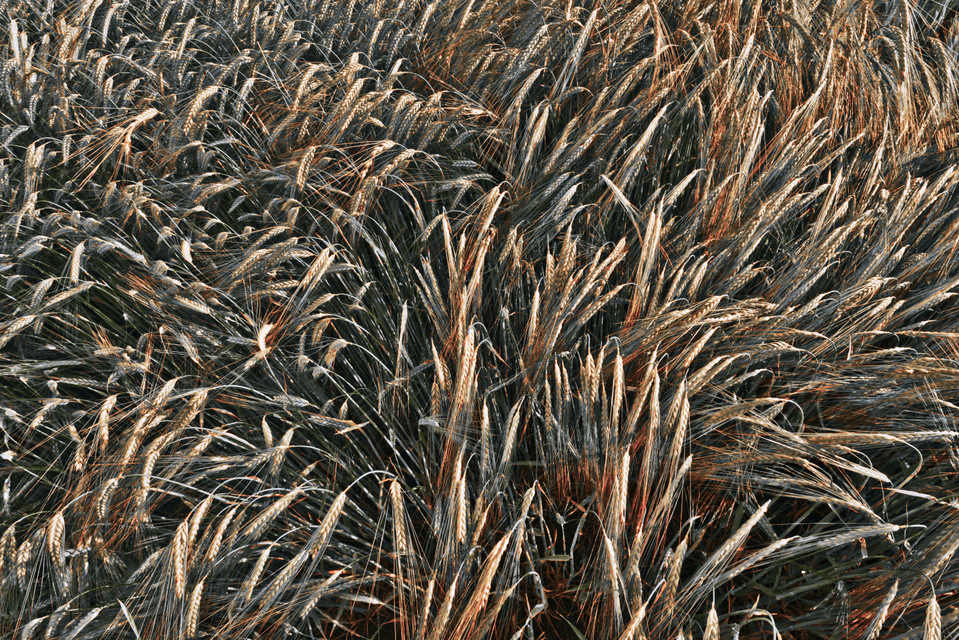 Rye LXXIV - ID 007716