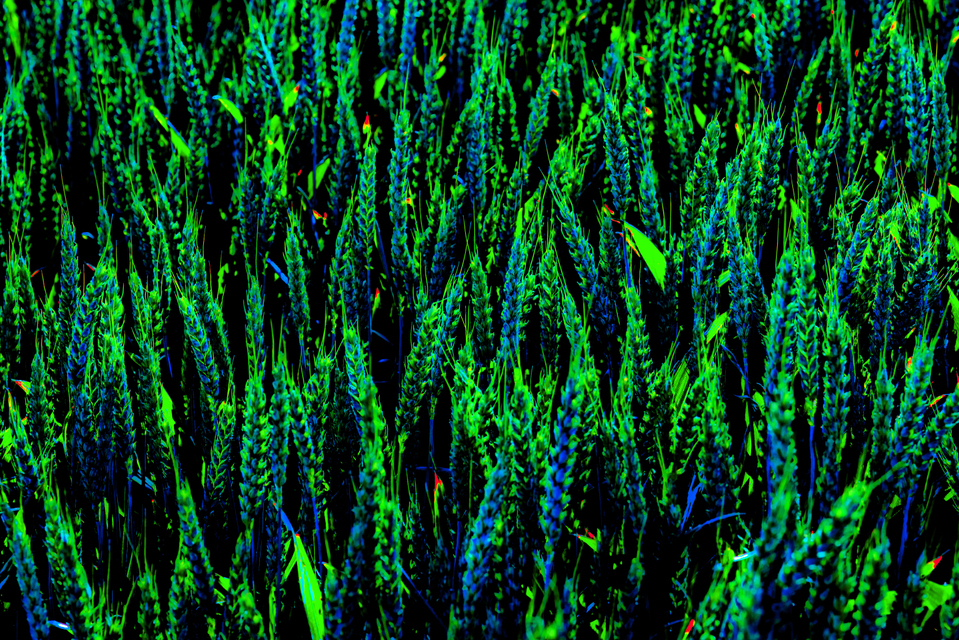 Rye LXXVIII - ID 007720