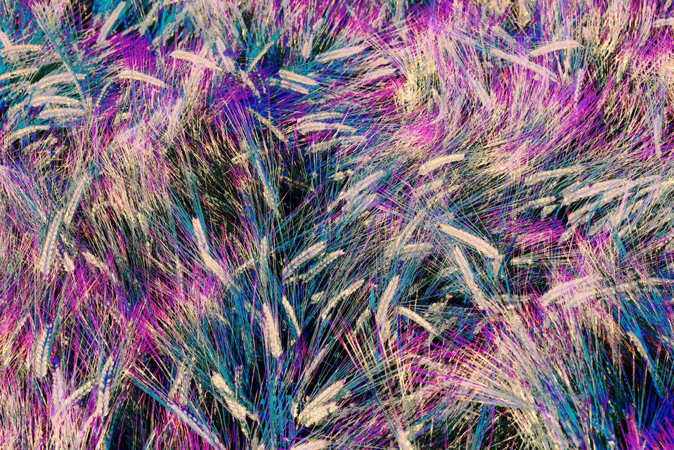 Rye LXXX - ID 007722