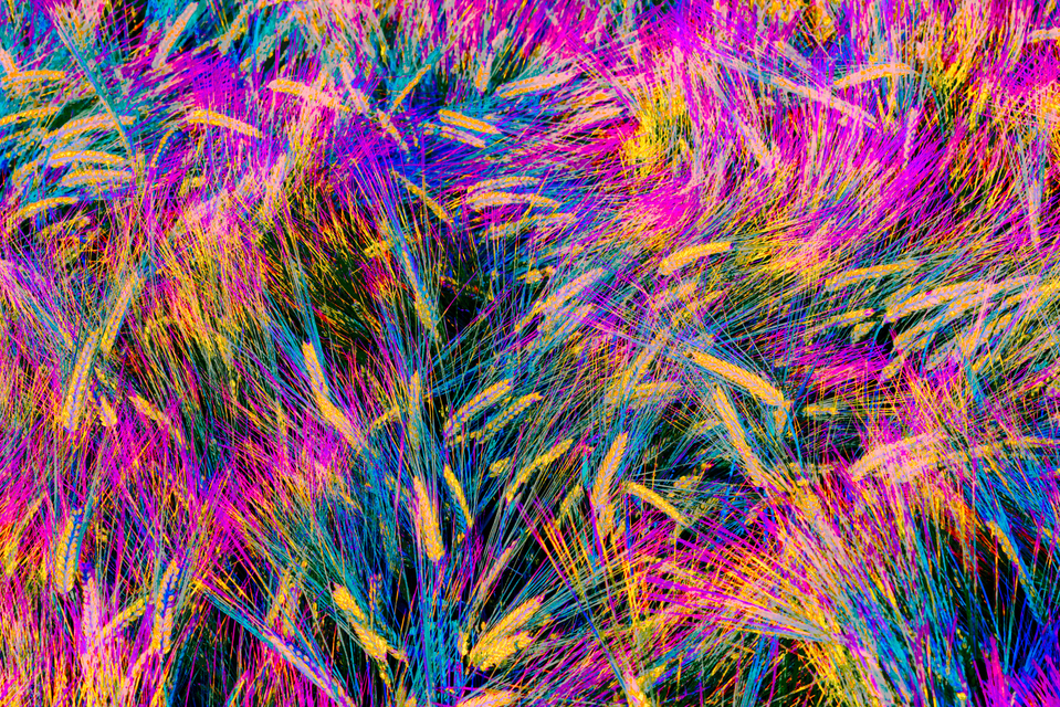 Rye LXXXI - ID 007723