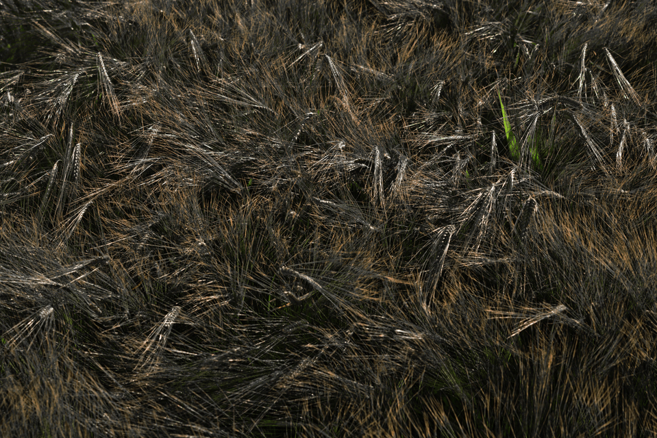 Rye LXXXVI - ID 007728