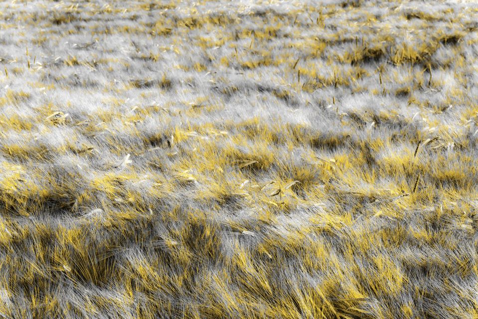 Rye LXXXVIII - ID 007730