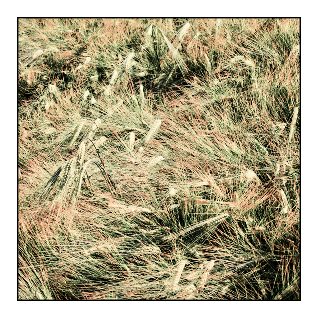 Rye XCVI - ID 007738