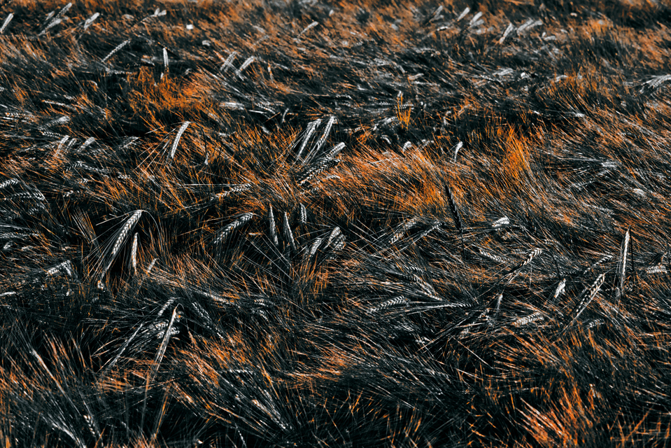 Rye XCVII - ID 007739