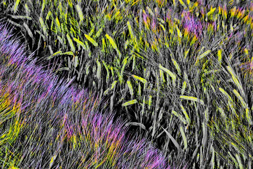 Rye CVII - ID 007749