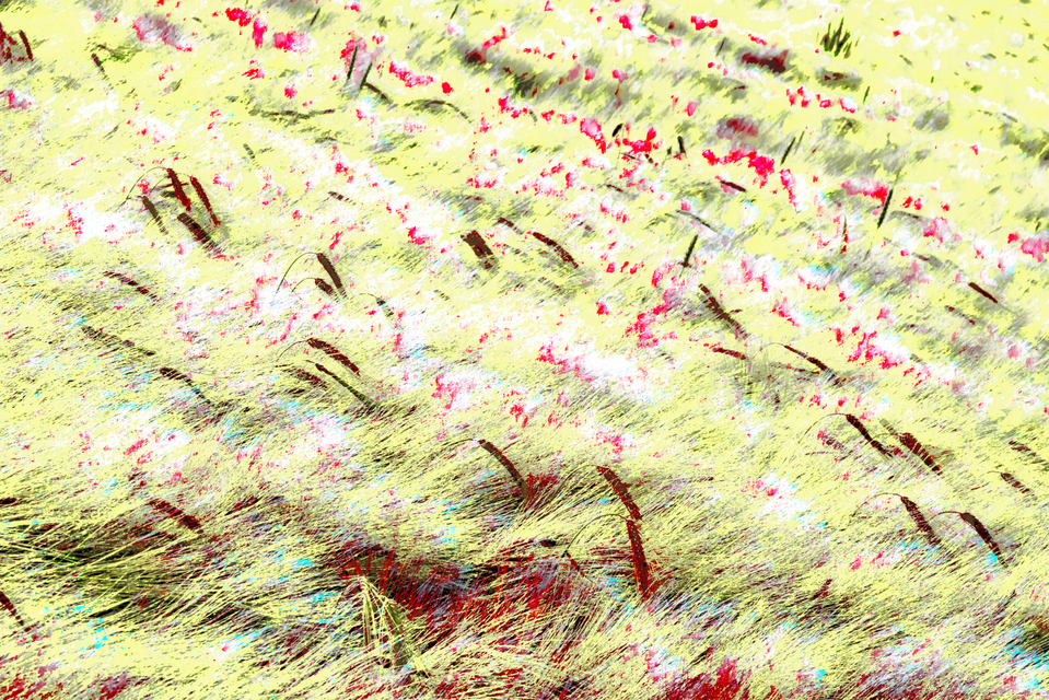 Rye CXII - ID 007754