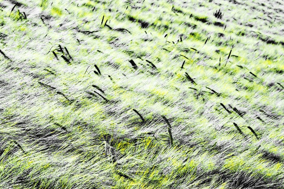 Rye CXIII - ID 007755