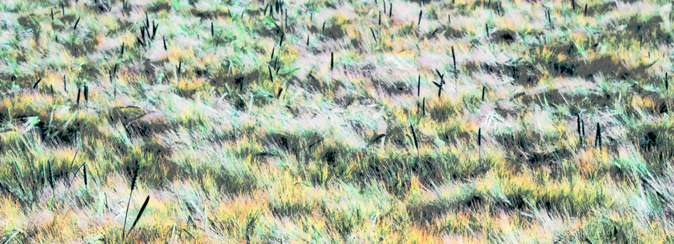 Rye CXIV - ID 007756