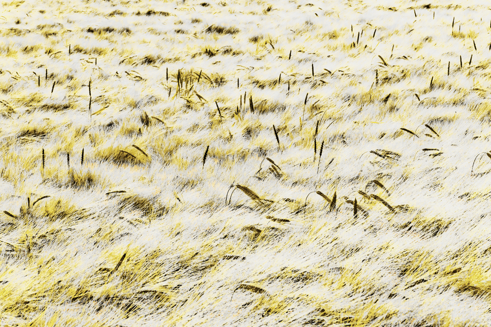 Rye CXXI - ID 007763