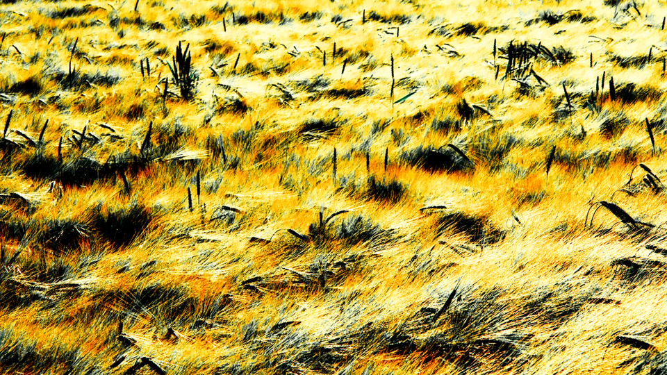 Rye CXXIII - ID 007765