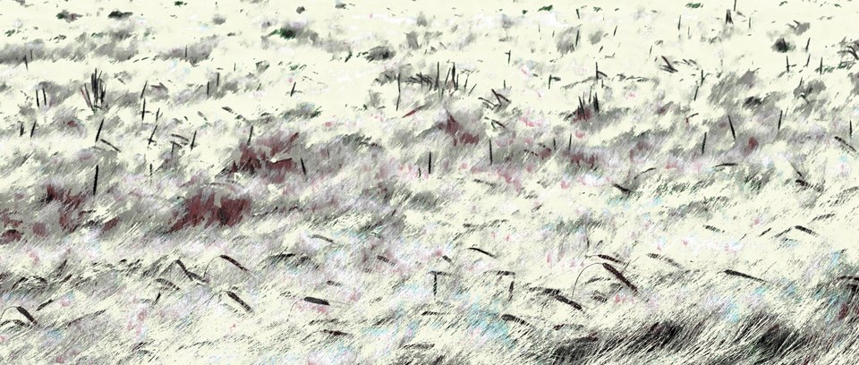 Rye CXXVI - ID 007768