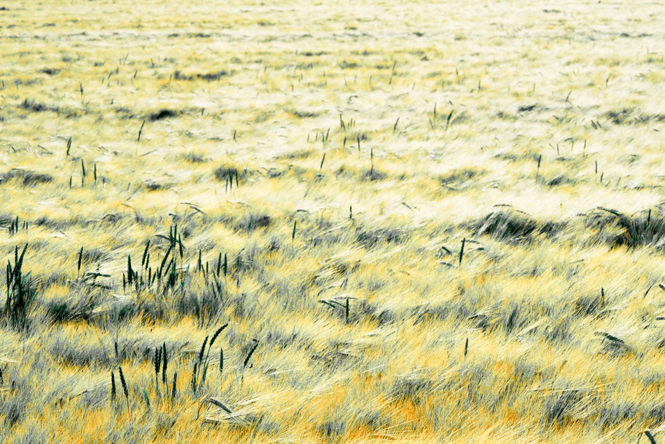 Rye CXXX - ID 007772