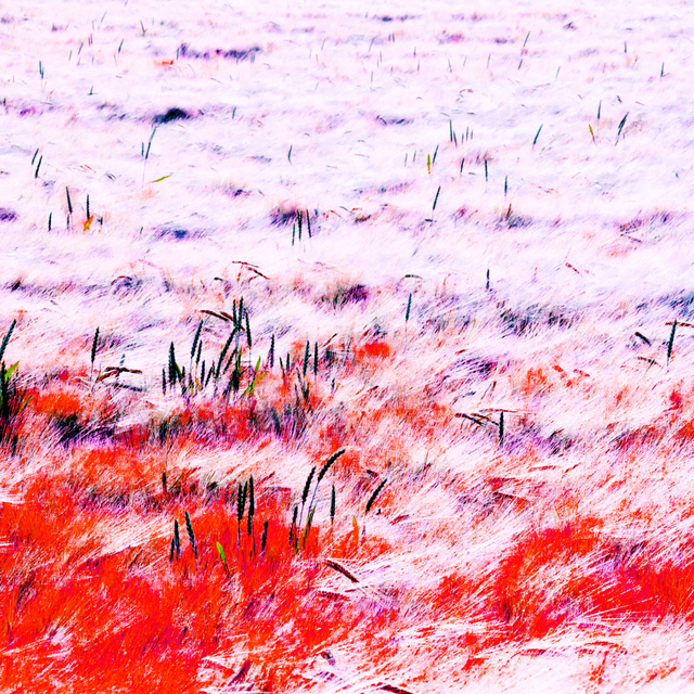 Rye CXXXI - ID 007773