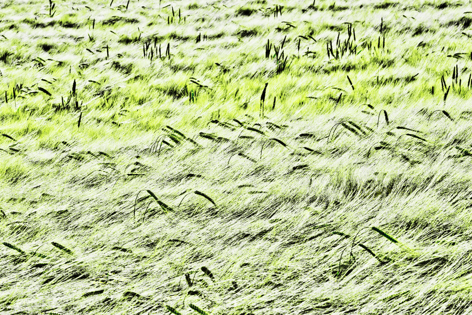 Rye CXXXIII - ID 007775