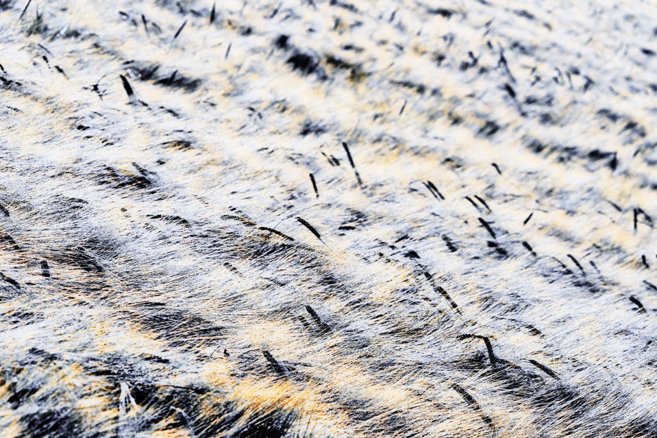 Rye CXXXV - ID 007777