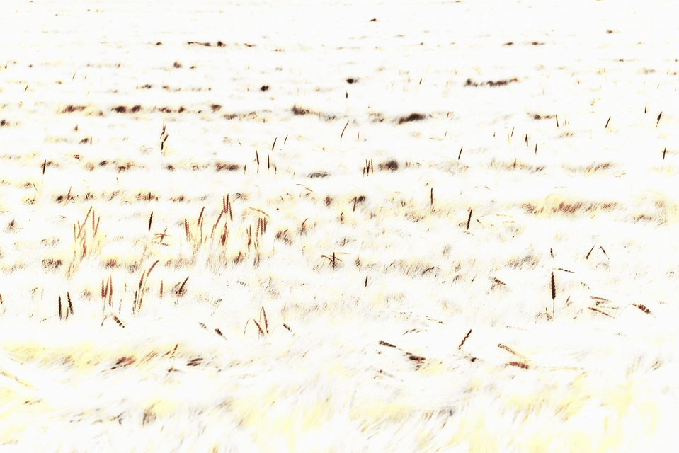 Rye CXXXIX - ID 007781