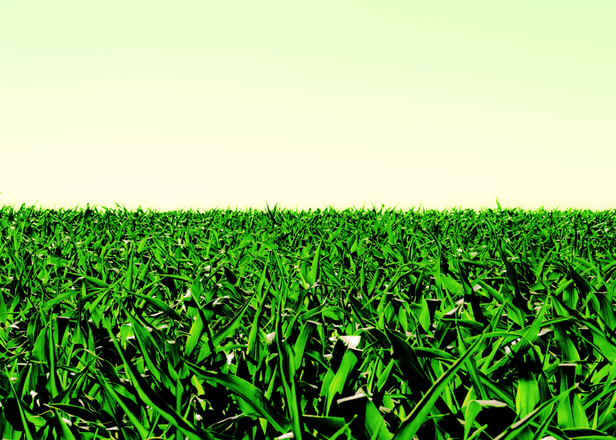 Corn Field III - ID 007791