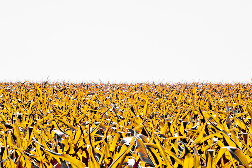 Corn Field IV - ID 007792