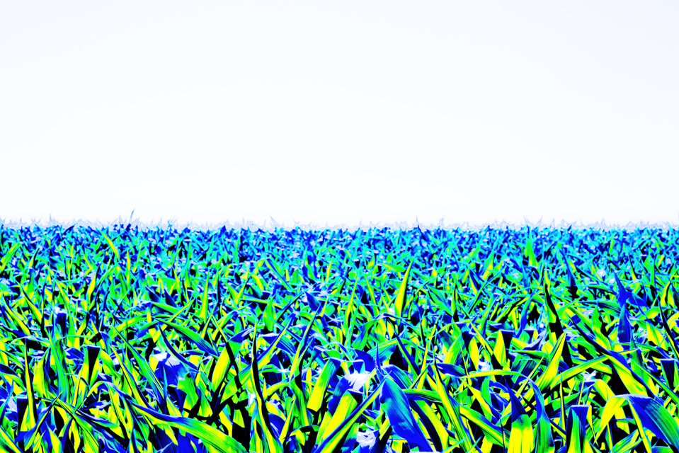 Corn Field V - ID 007793