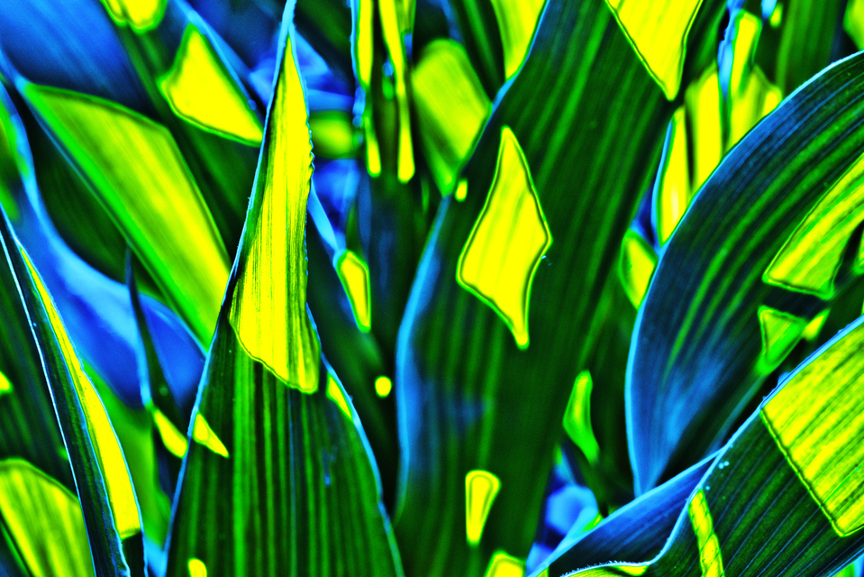 Corn Color III - ID 007797