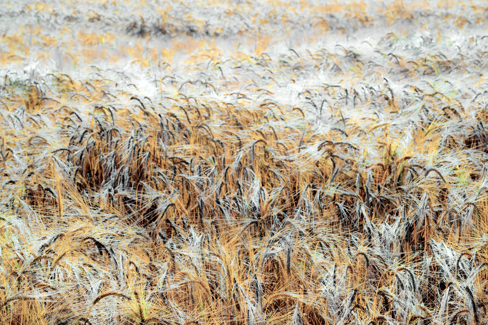 Rye CXLII - ID 007799