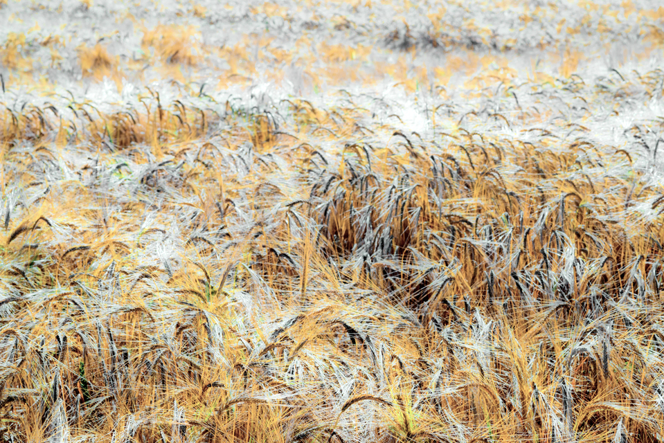 Rye CXLIII - ID 007800