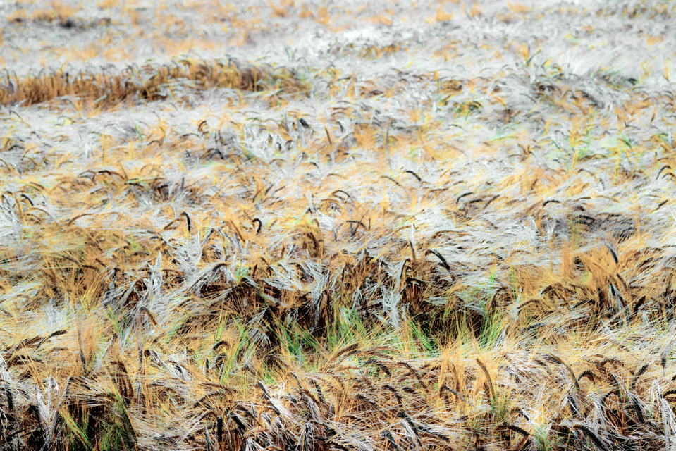 Rye CXLIV - ID 007801