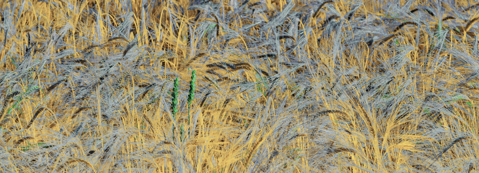 Rye CXLVI - ID 007802