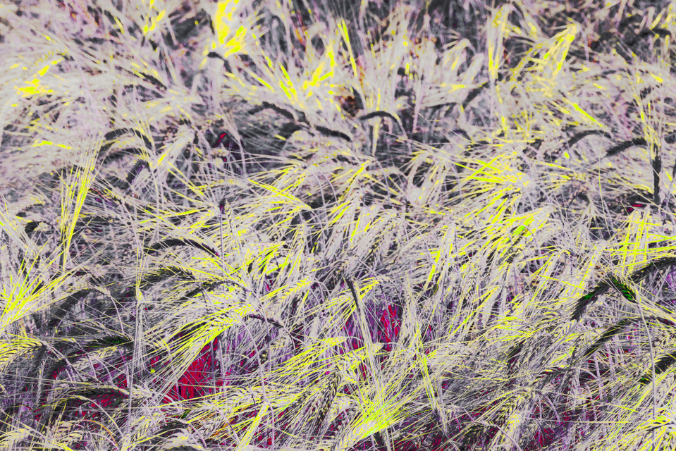 Rye CXLVII - ID 007803