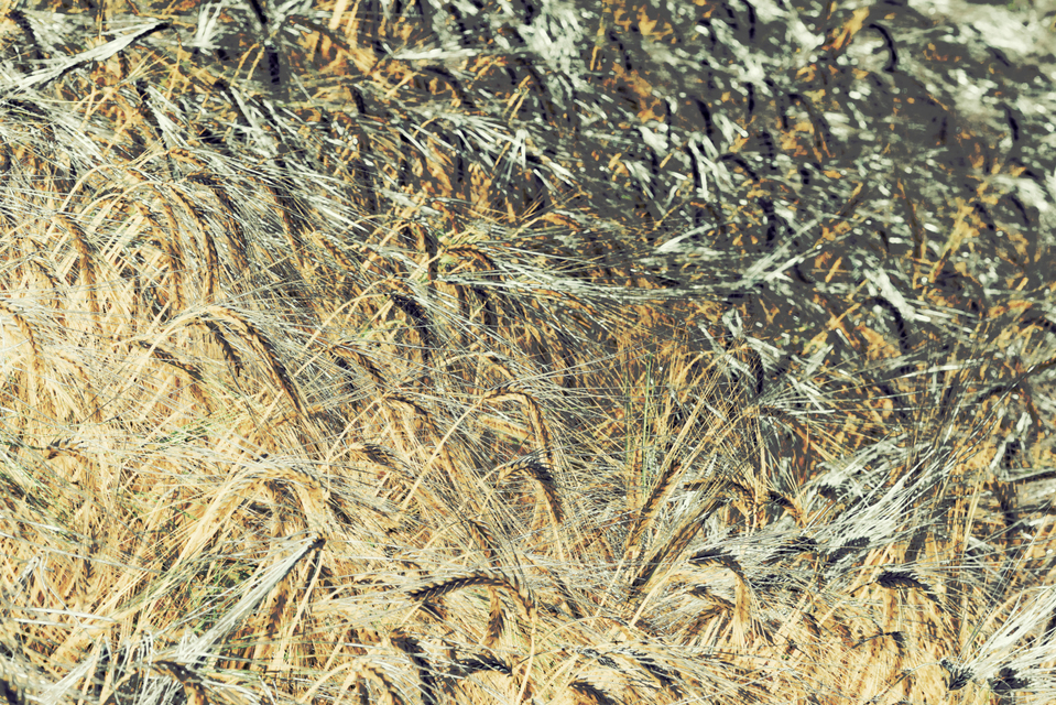 Rye CXLIX - ID 007805