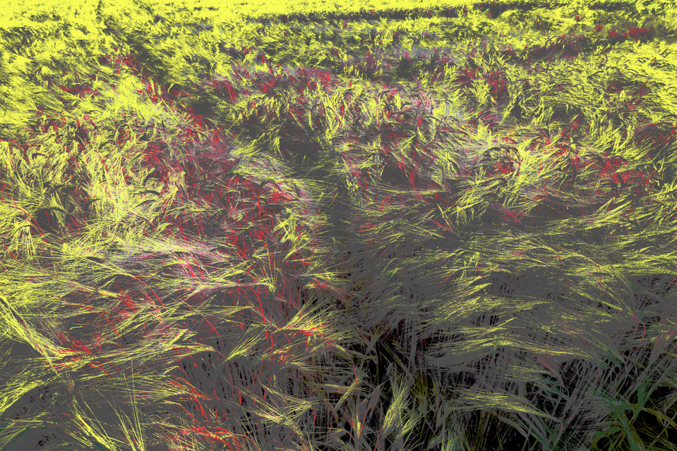 Rye CLIV - ID 007810