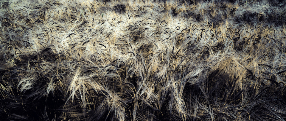 Rye CLVII - ID 007813