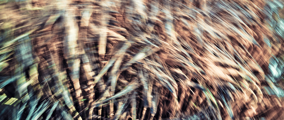 Rye CLVIII - ID 007814