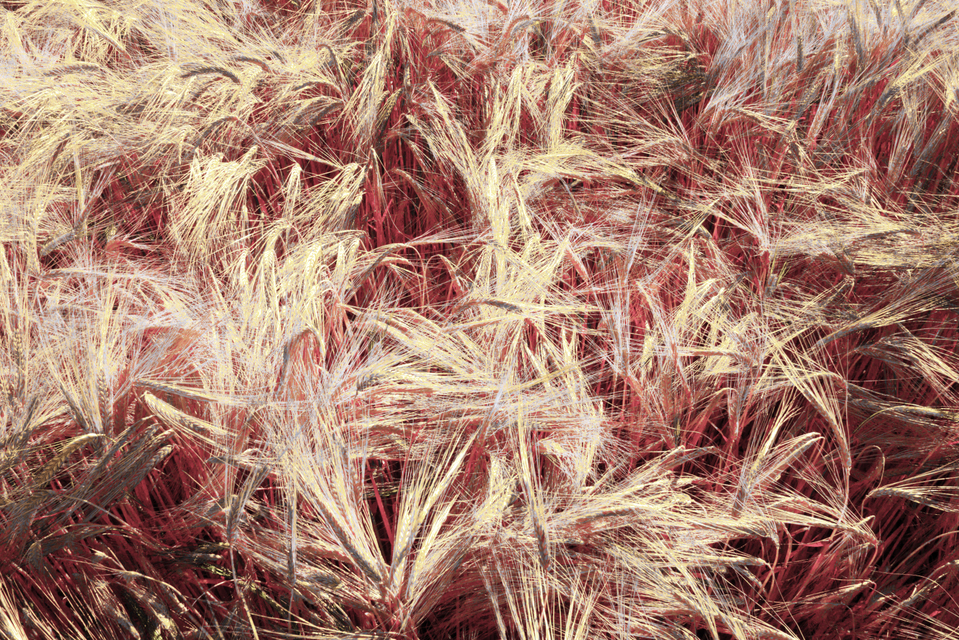 Rye CLXI - ID 007817