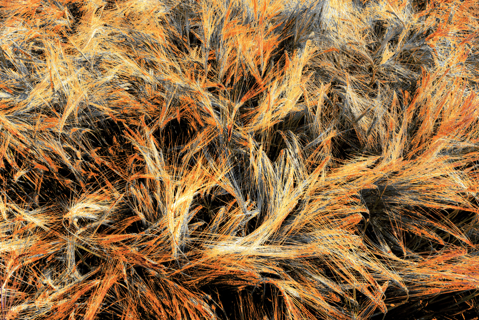 Rye CLXXI - ID 007827