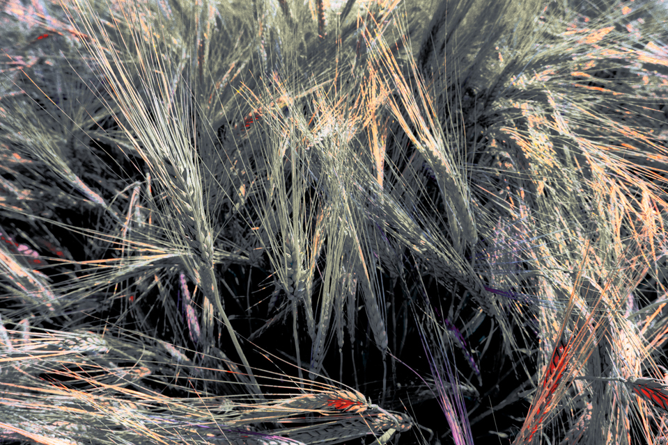 Rye CLXXXI - ID 007837