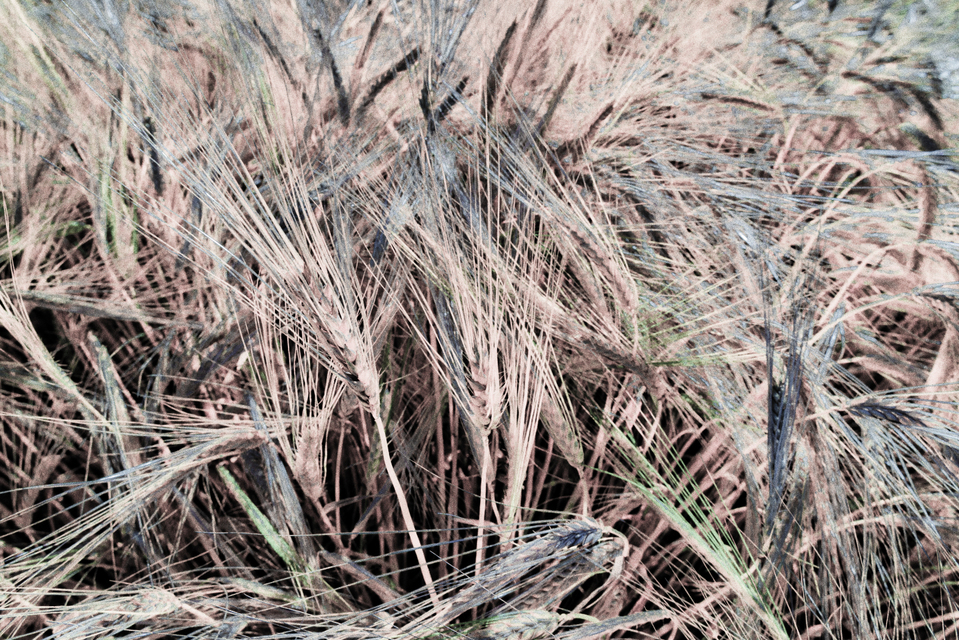 Rye CLXXXII - ID 007838