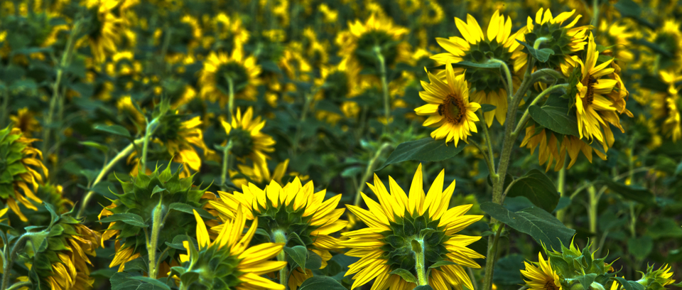 Last Sunflower Field I - ID 007917