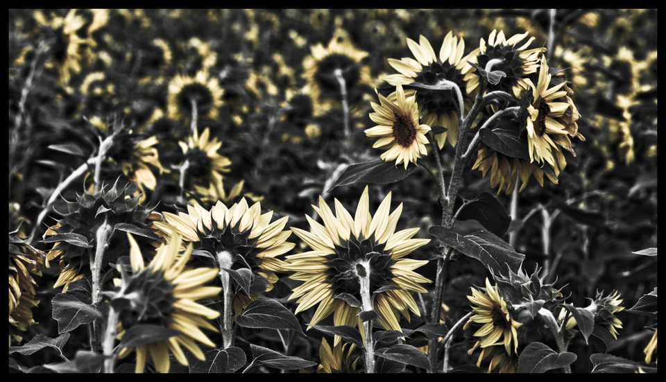 Last Sunflower Field II - ID 007918