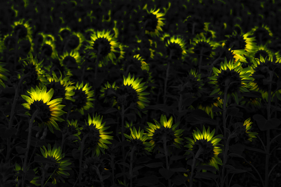 Last Sunflower Field III - ID 007919