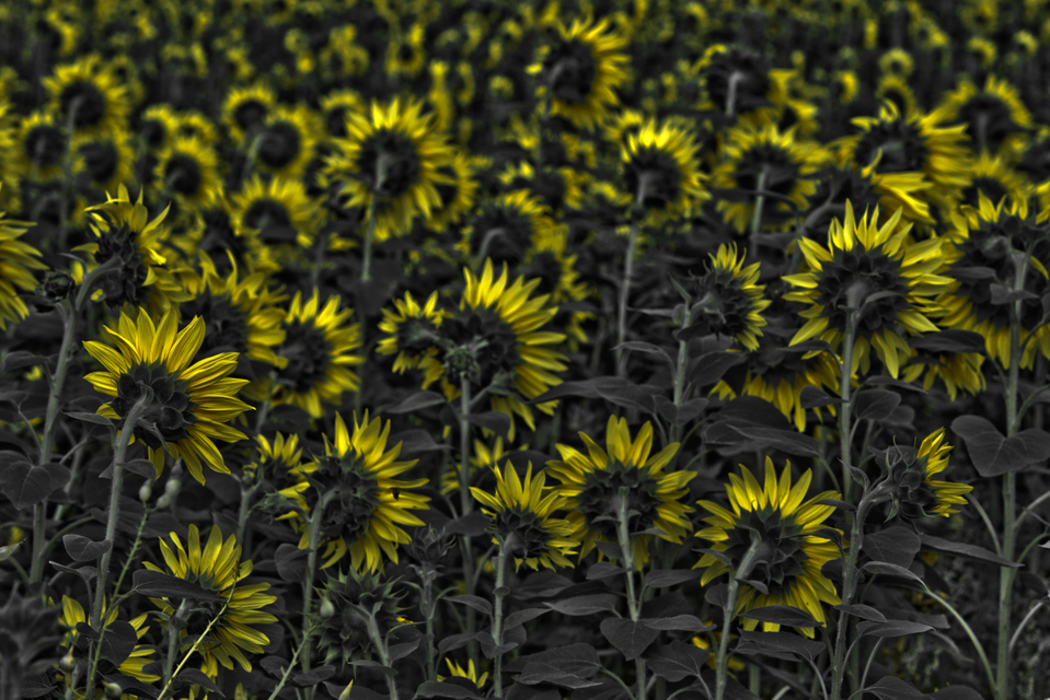 Last Sunflower Field IV - ID 007920