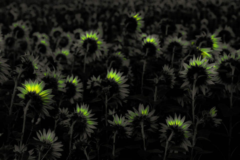 Last Sunflower Field V - ID 007921